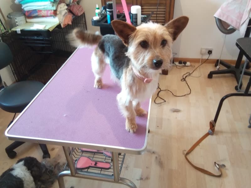 A wiry-coated terrier standing on a purple grooming table in the salon, with the grooming arm and equipment shelves behind