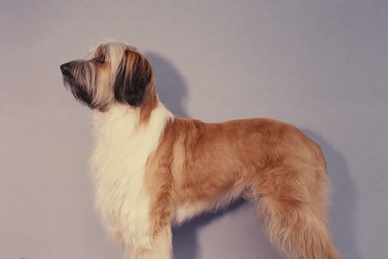 A shaggy dog part-way through a groom, one side trimmed