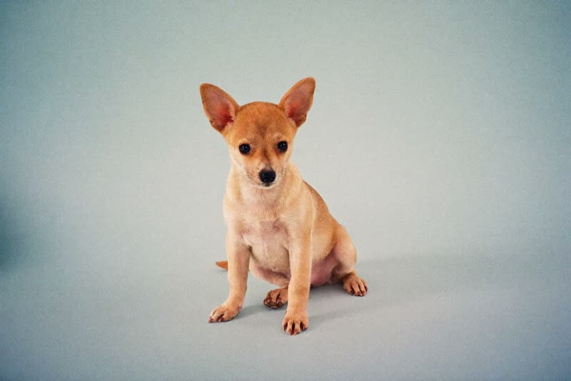 A small puppy sitting calmly against a plain pale background
