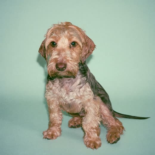 A freshly bathed terrier sitting against a plain pale background