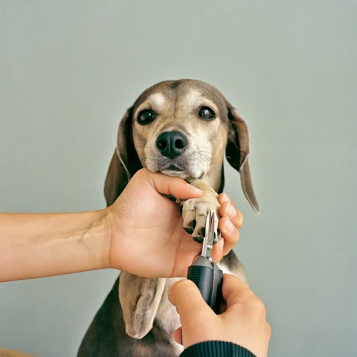 A dog's paw held in a hand for a nail trim