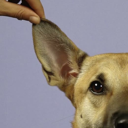 Close view of a dog's ear during a grooming check